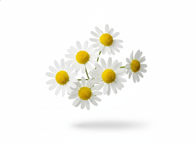 Chamomile
