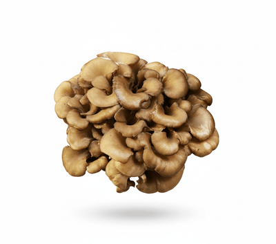 Maitake Mushroom