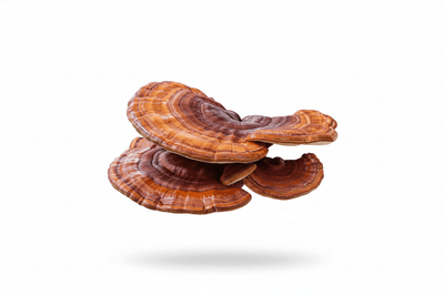 Reishi Mushroom