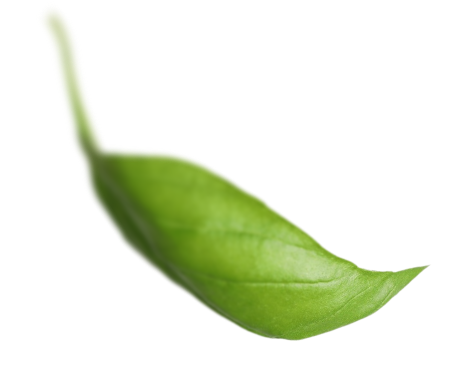 WILD NATURAL EXTRACTS