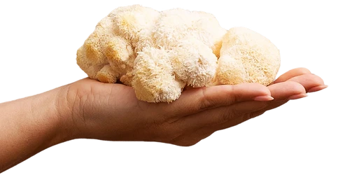 Lion's Mane mushroom held in an open hand