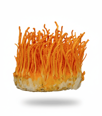 Cordyceps Sinensis